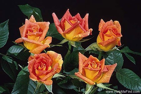 'Amber Star (miniature, Mander 1999)' rose photo