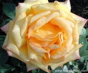 'Glowing Peace' rose photo