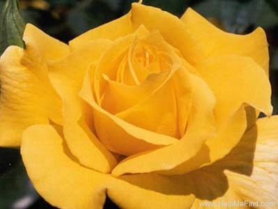 'Anthony Meilland' rose photo