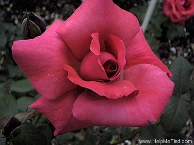 'Galway Bay®' rose photo