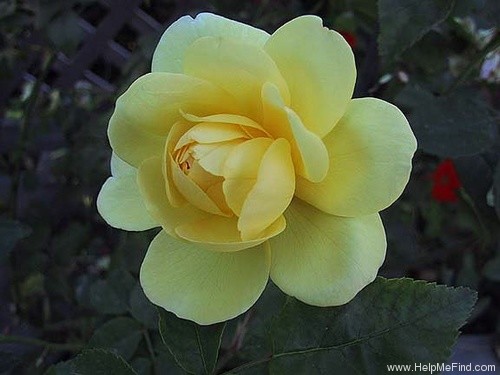 'Blythe Spirit ®' rose photo