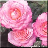 'Givenchy' rose photo