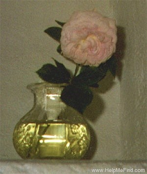 'Madame Legras' rose photo