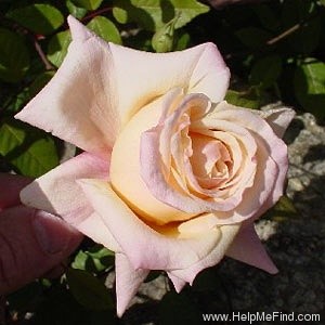 'Mademoiselle Franziska Krüger' rose photo