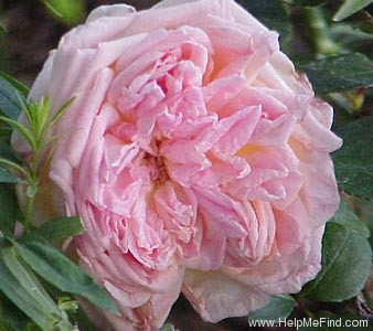 'Grace Darling' rose photo