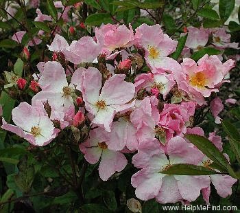 'Heideröslein (Lambertiana, Lambert, 1932)' rose photo