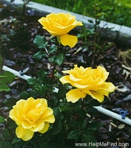 'Henry Fonda' rose photo