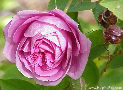 'Heroïne de Vaucluse (bourbon, Robert et Moreau, 1863)' rose, click to enlarge 'Heroïne de Vaucluse (bourbon, Robert et Moreau, 1863)' rose photo