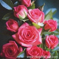 'Ada Perry ™' rose photo