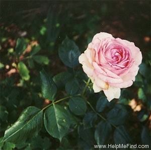 'Honoré de Balzac ® (floribunda, Meillans, 1996)' rose photo