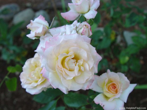 'Little Darling' rose photo