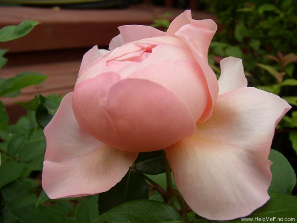 'Heaven on Earth' rose photo