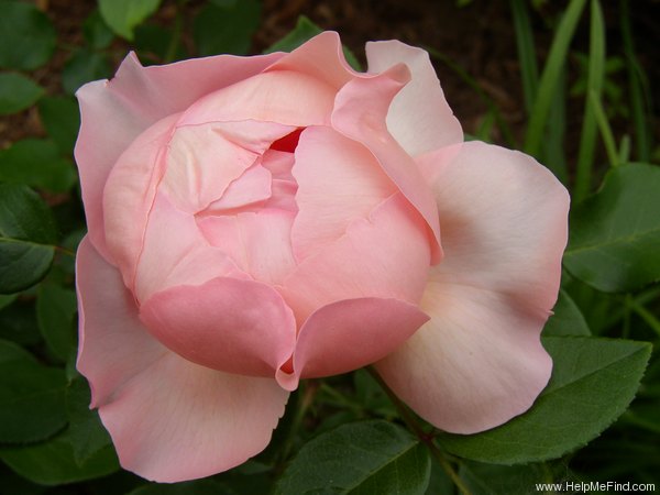 'Heaven on Earth' rose photo