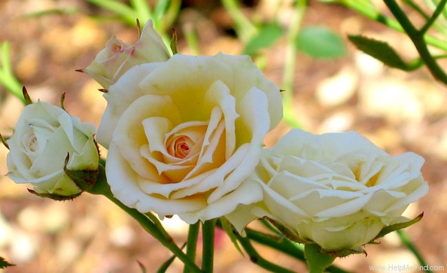 'Party Girl ®' rose photo