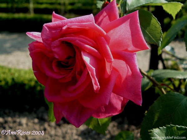 'La Bien-Aimée' rose photo