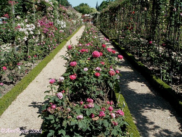 'Roseraie du Val-de-Marne à l'Haÿ-les-roses'  photo