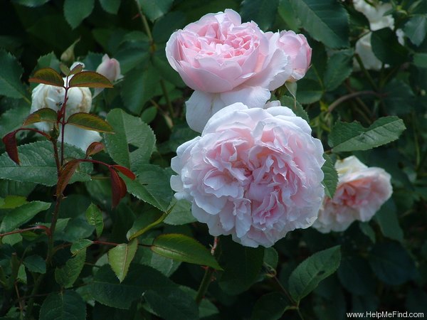 'Redouté' rose photo