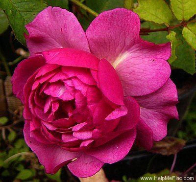 'Royal Lavender' rose photo