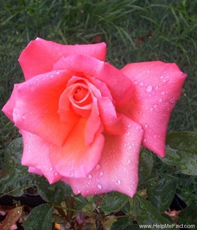 'Royal Dane ®' rose photo