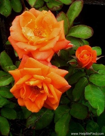 'Woburn Abbey' rose photo