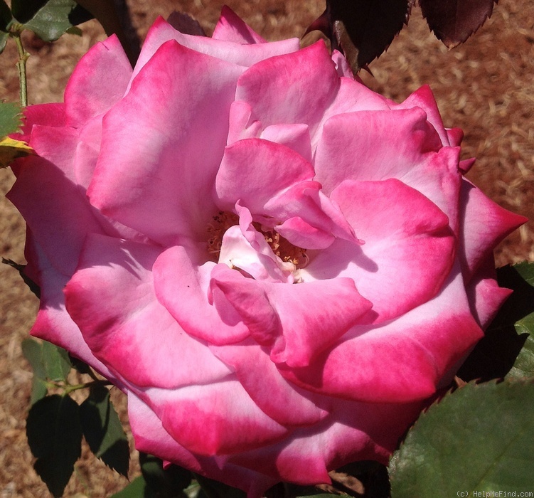 'Paradise ™ (hybrid tea, Weeks 1975)' rose photo