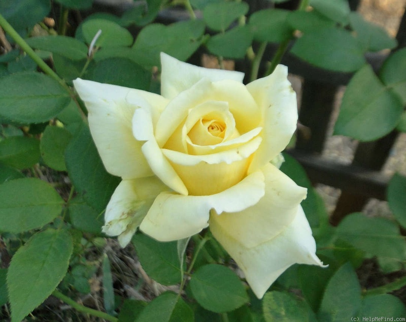 'Tivoli Gardens' rose photo