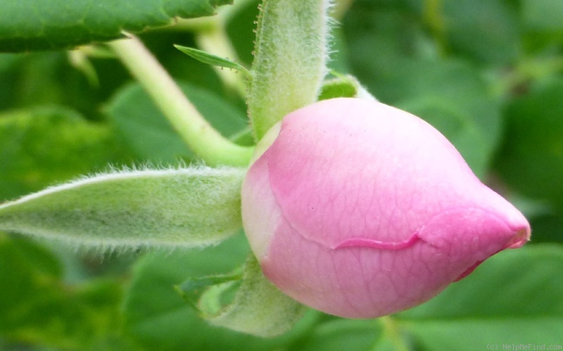 'Coquette des Blanches' rose, click to enlarge 'Coquette des Blanches' rose photo