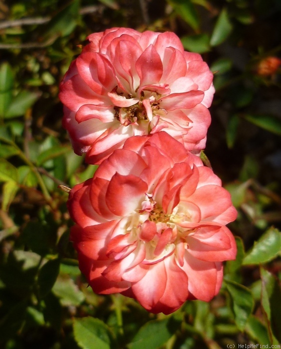 'Pinwheel (miniature, Moore, 1977)' rose photo