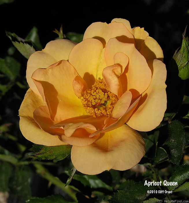 'Apricot Queen (shrub, Interplant, 1999)' rose photo