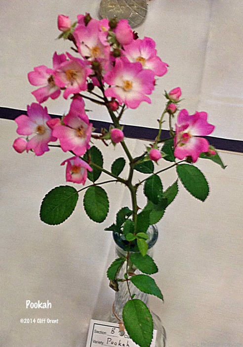 'Pookah' rose photo