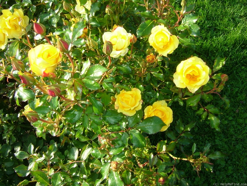 'MEIsidany' rose photo