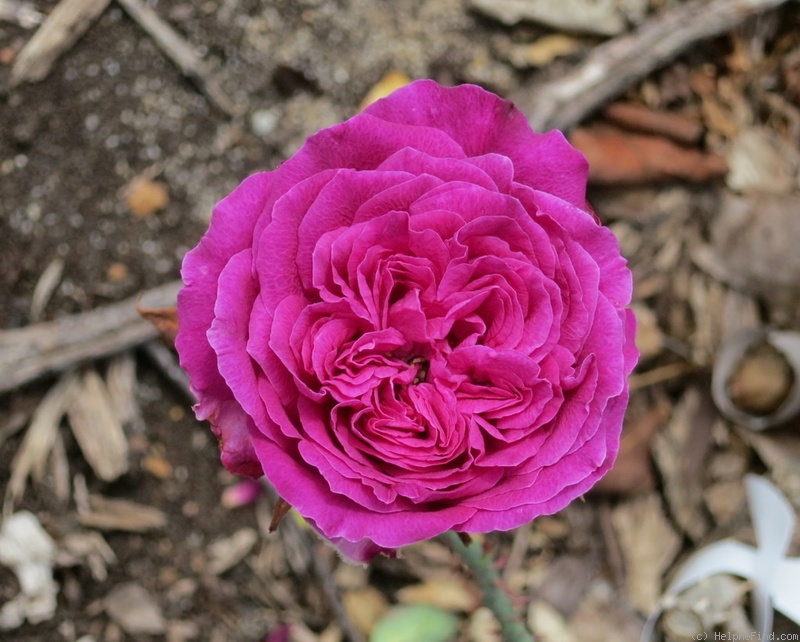'Arthur de Sansal' rose photo