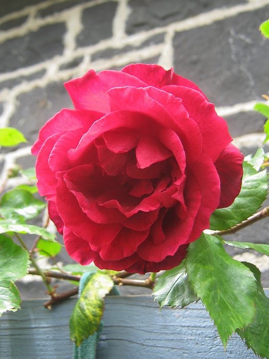 'Countess of Stradbroke' rose photo