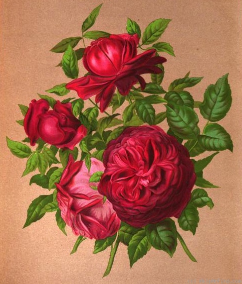'Félicien David' rose photo