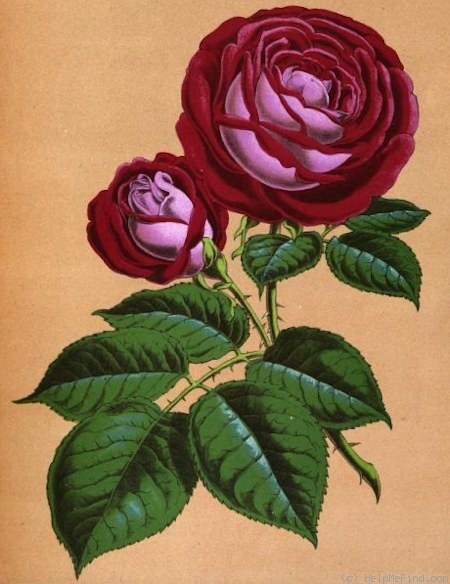 'Cheshunt Hybrid' rose photo
