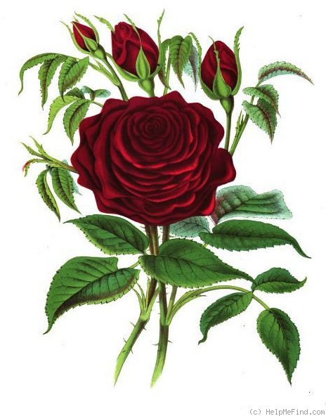 'Duke of Connaught (Hybrid Perpetual, Paul, 1875)' rose photo