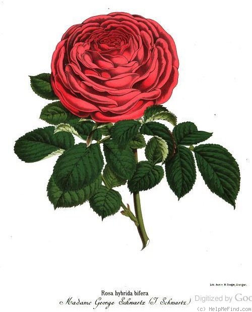 'Madame Georges Schwartz' rose photo