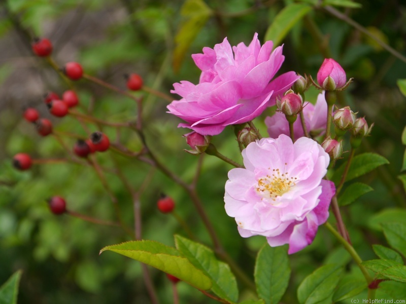 'Taunusblümchen' rose photo