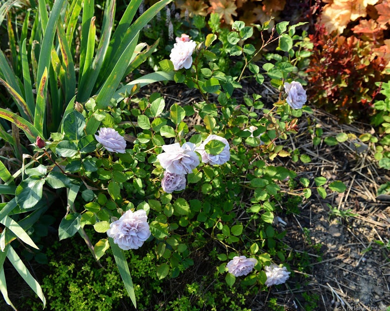 'Laika (shrub, Reister 2009)' rose photo
