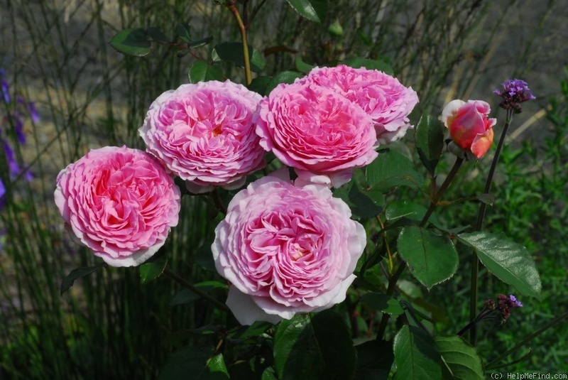 'Délicieuse Gourmandise' rose photo