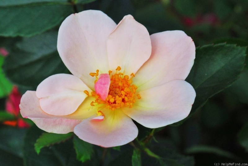 'Jardins d'Aywiers' rose photo