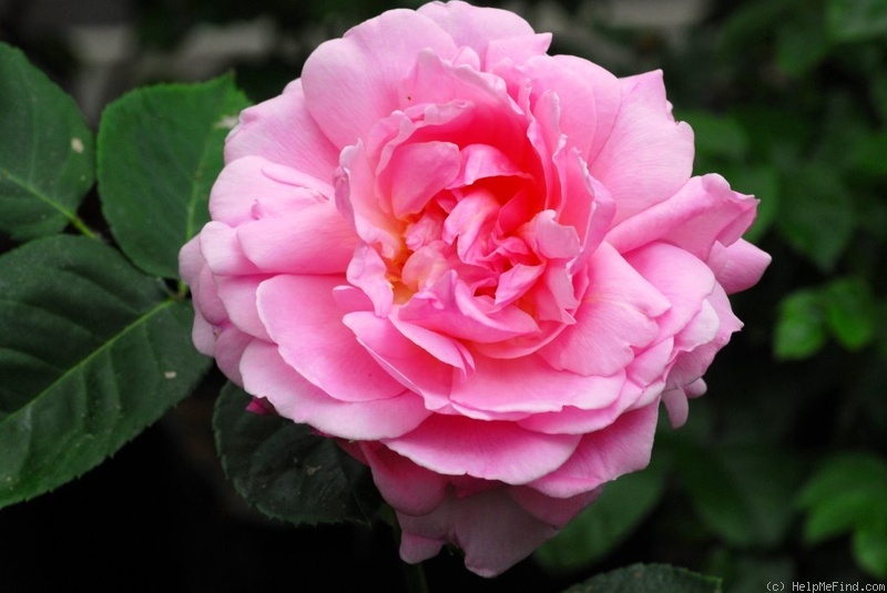 'Asteropé' rose photo