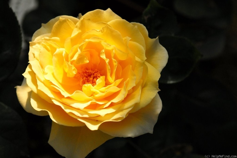 'High Roller' rose photo