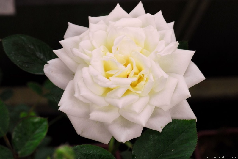 'Weisse Magie' rose photo