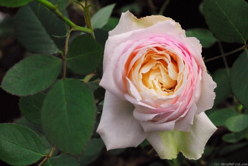 'White Tuxedo' rose photo