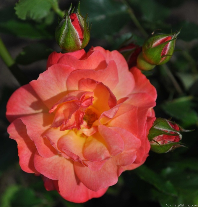 'Santiago de Compostela ®' rose photo