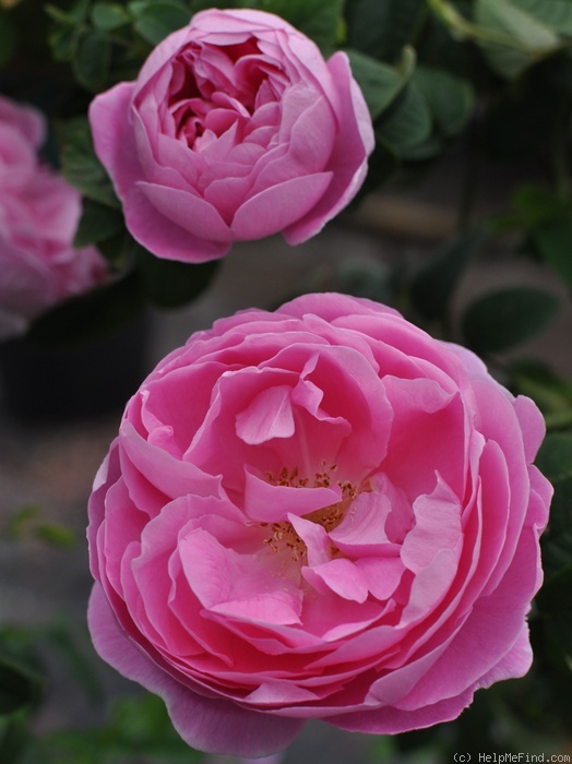 'Lore ®' rose photo