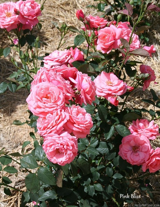 'Pink Bliss' rose photo