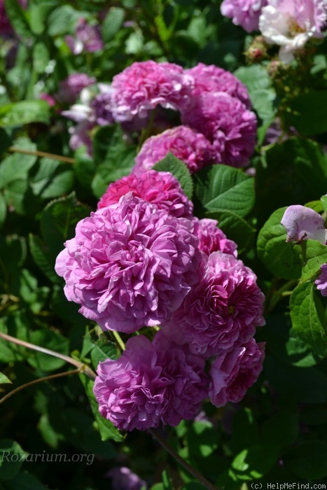 'Himmelsauge' rose photo