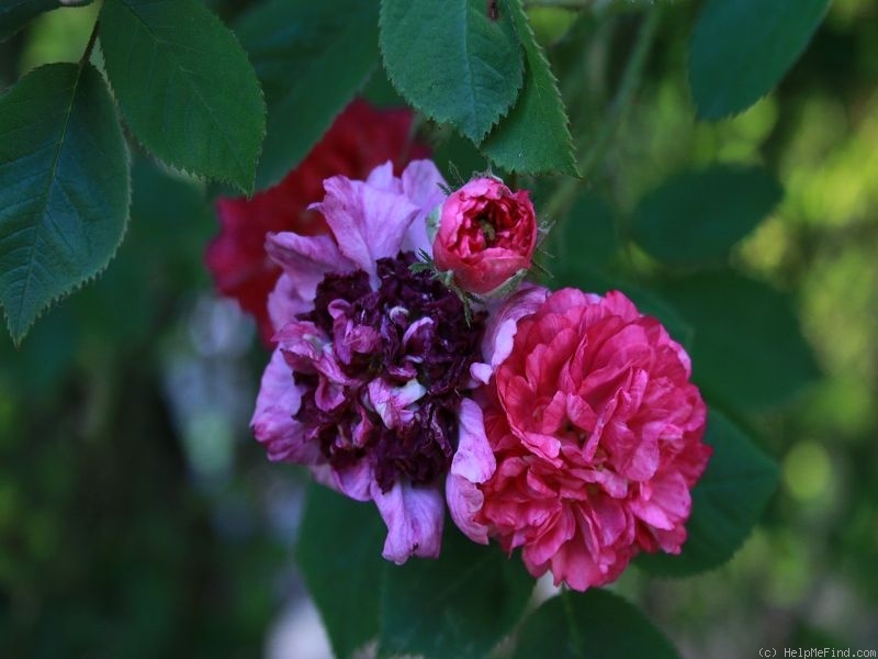 'Himmelsauge' rose, click to enlarge 'Himmelsauge' rose photo